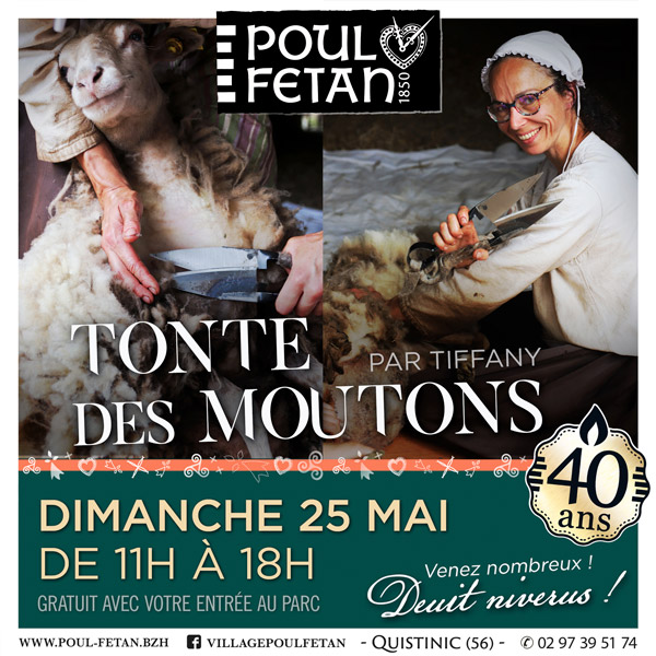 tonte moutons