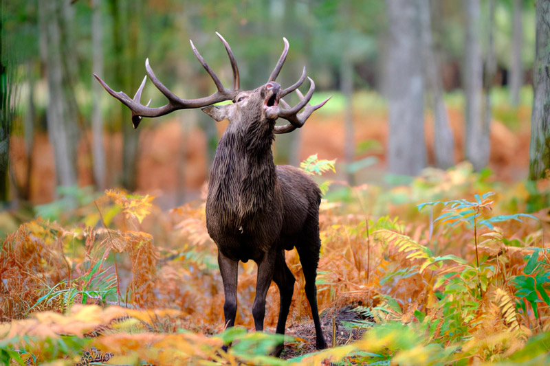 cerf-800