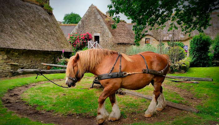 cheval de trait Bretagne