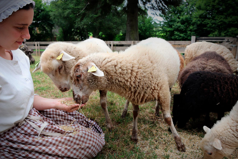 nourrir-moutons_800 moutons Bretagne