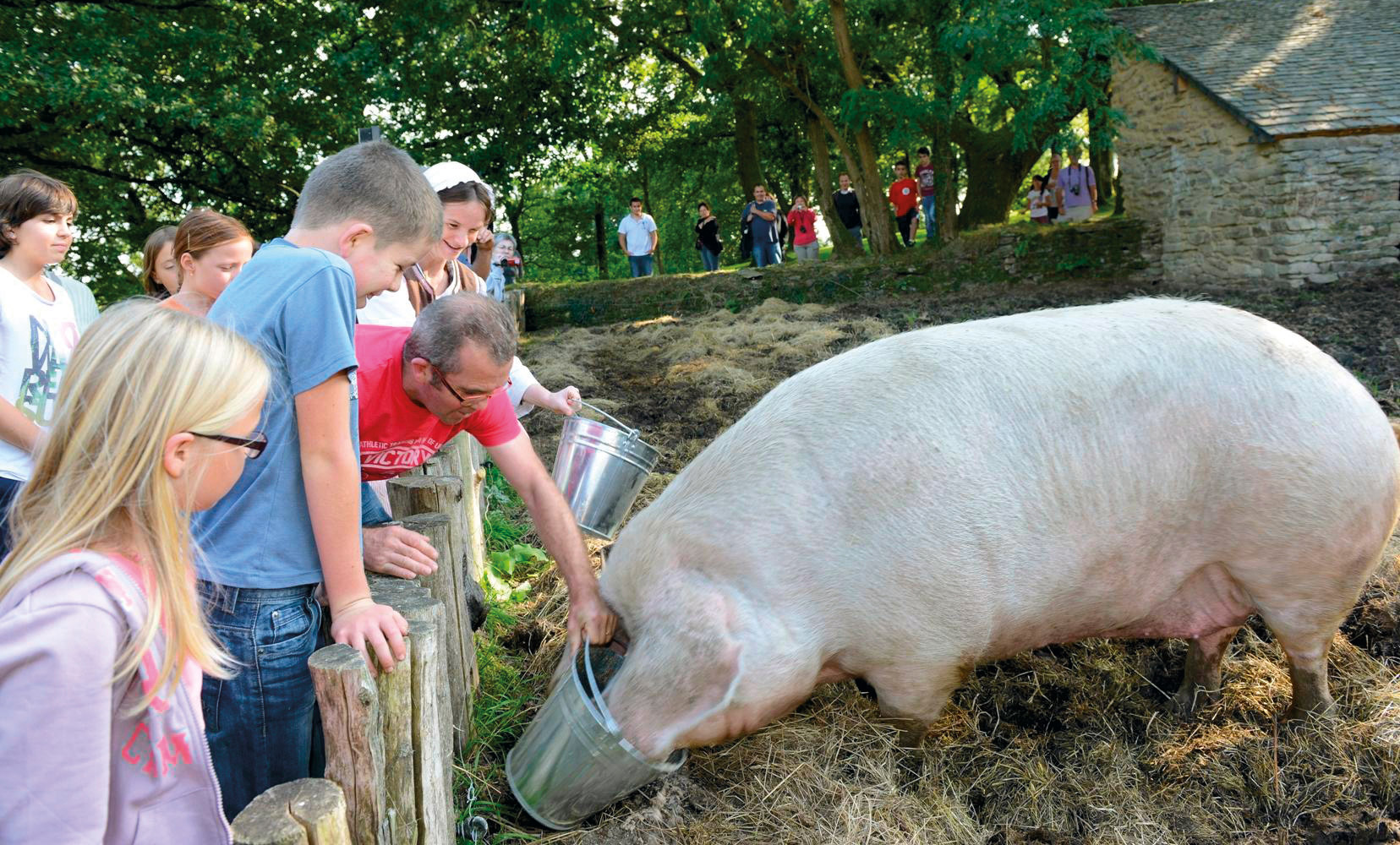 nourrissage cochon